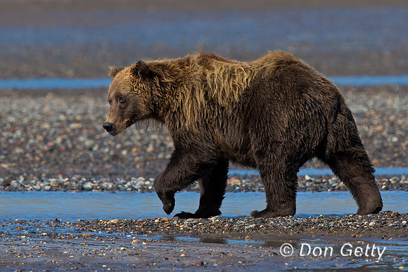 Brown Bear