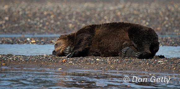 Brown Bear