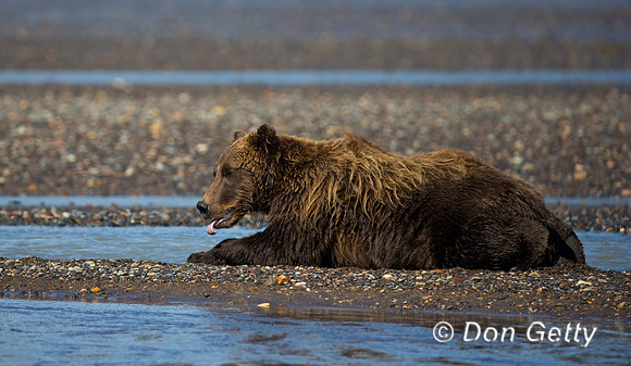 Brown Bear