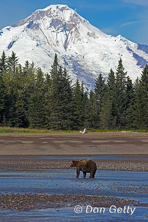 Brown Bear