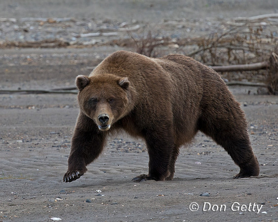 Brown Bear