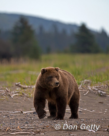 Brown Bear