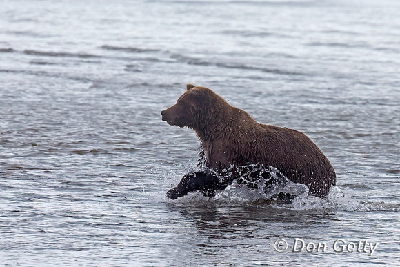 Brown Bear