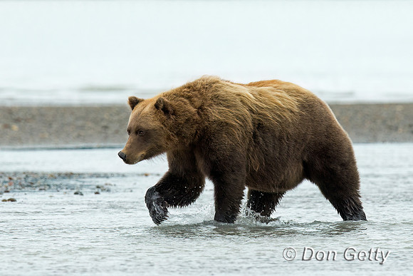 Brown Bear