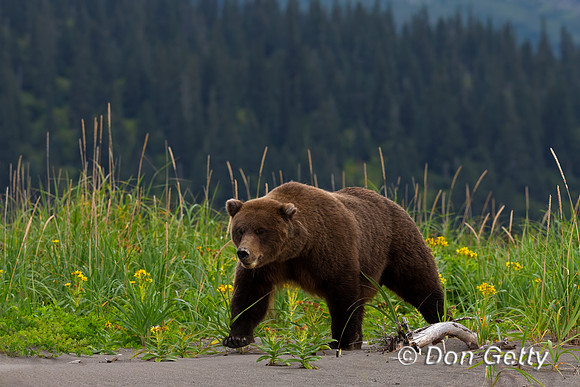 Brown Bear
