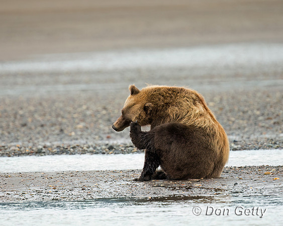 Brown Bear