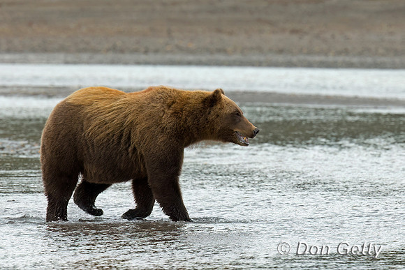 Brown Bear
