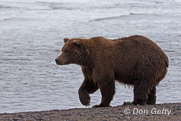 Brown Bear