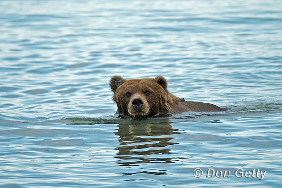 Brown Bear