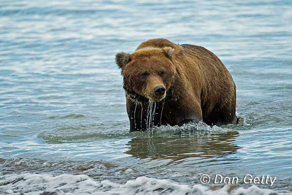 Brown Bear