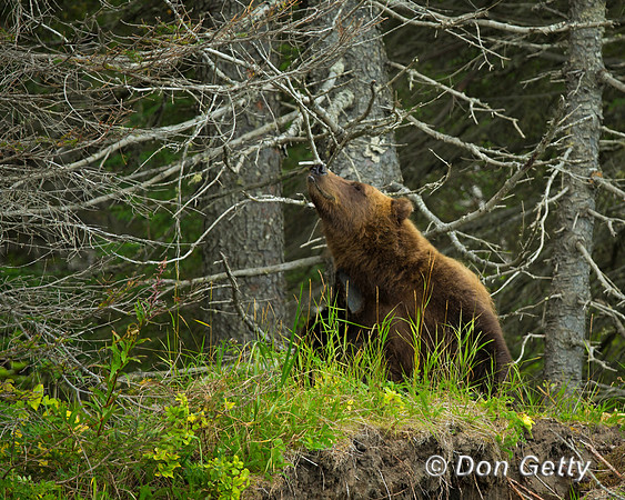 Brown Bear