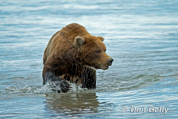 Brown Bear