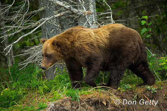 Brown Bear
