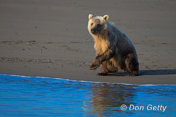 Brown Bear