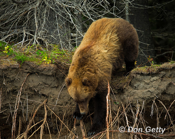 Brown Bear
