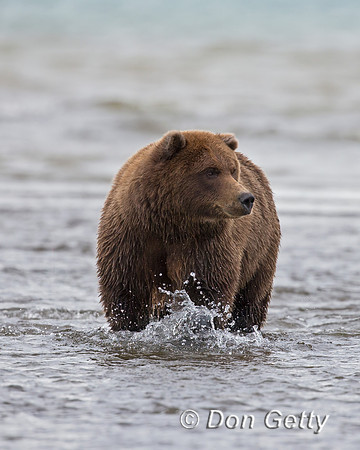Brown Bear