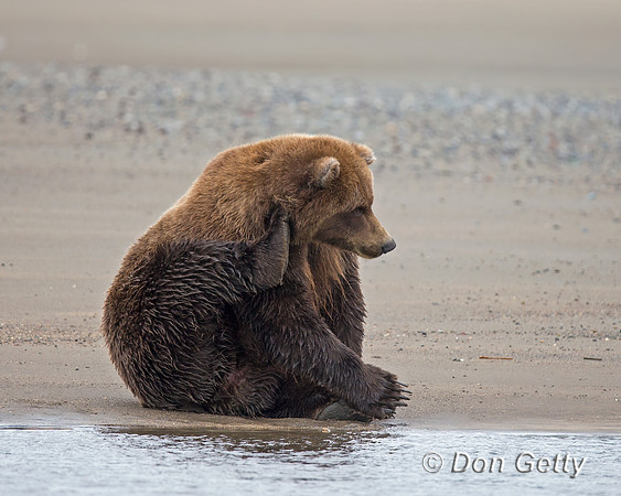 Brown Bear