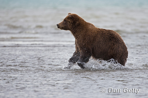 Brown Bear
