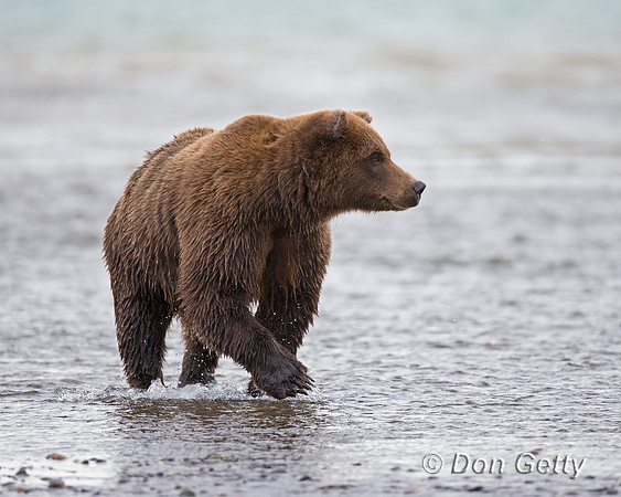 Brown Bear