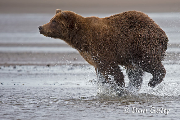 Brown Bear