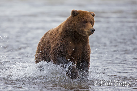Brown Bear