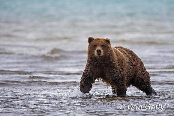 Brown Bear