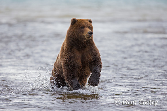 Brown Bear
