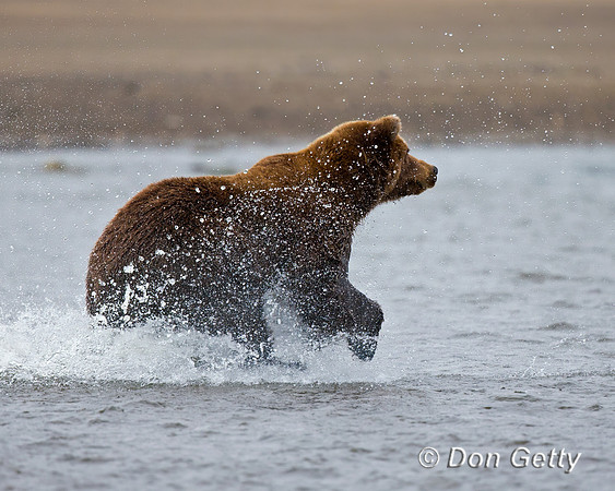 Brown Bear