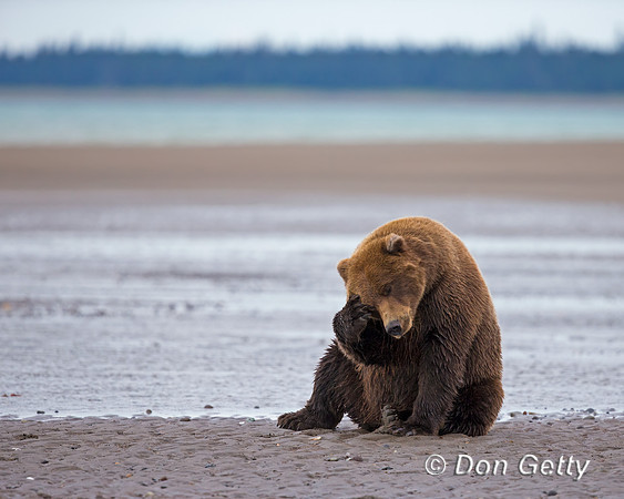 Brown Bear