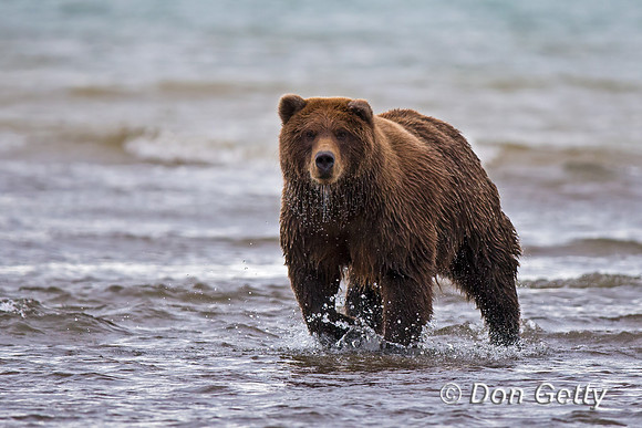 Brown Bear