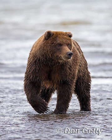 Brown Bear