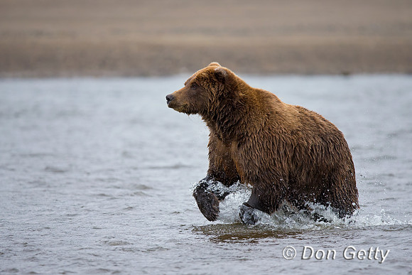 Brown Bear