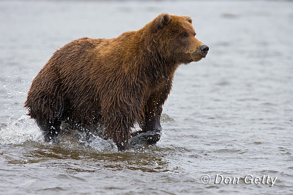 Brown Bear