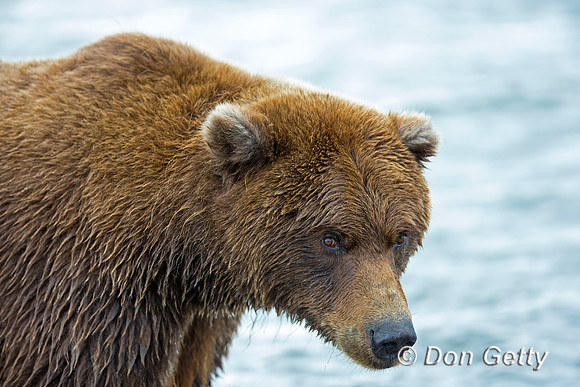 Brown Bear