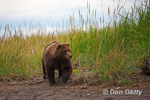 Brown Bear