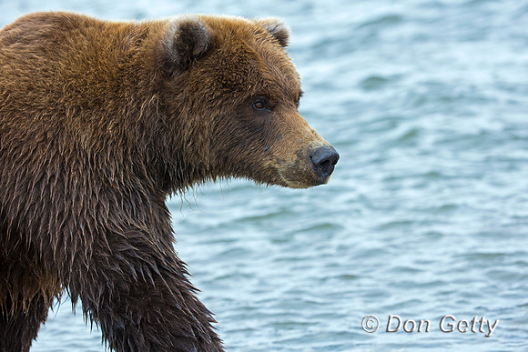 Brown Bear