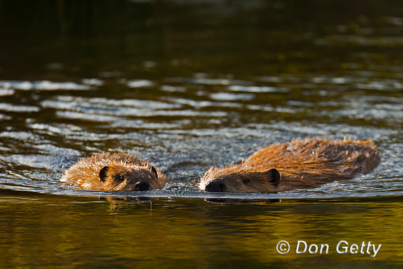 Beaver