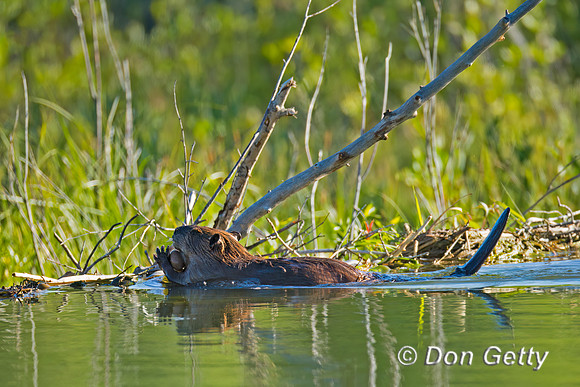 Beaver