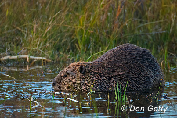 Beaver
