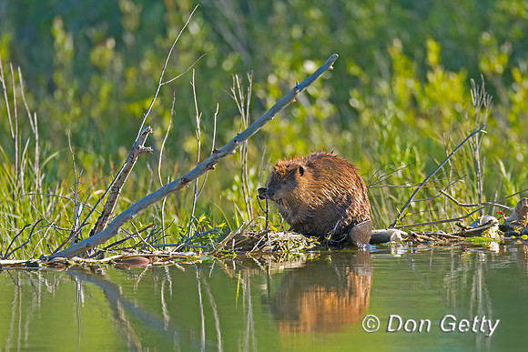 Beaver