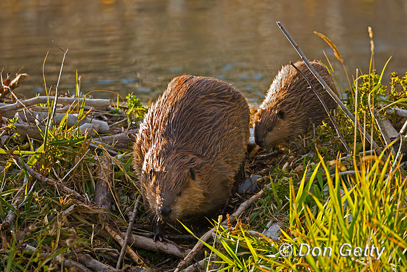 Beaver