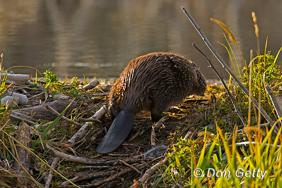 Beaver