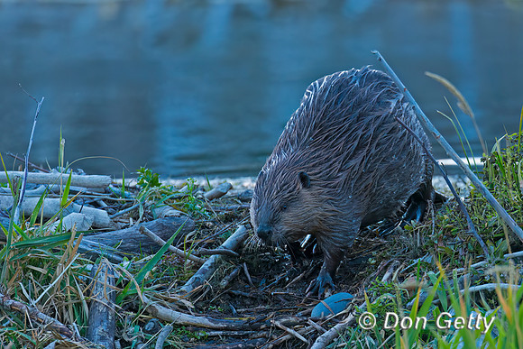 Beaver