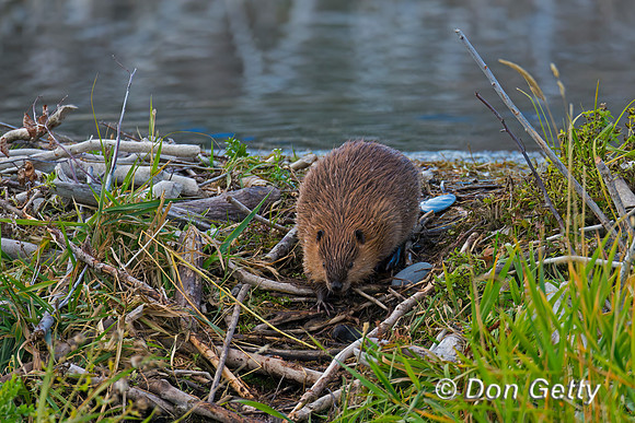 Beaver