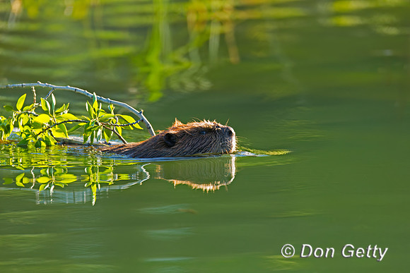 Beaver