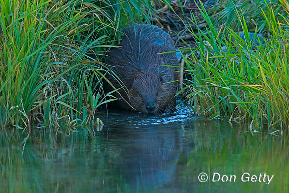 Beaver