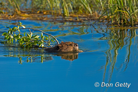 Beaver