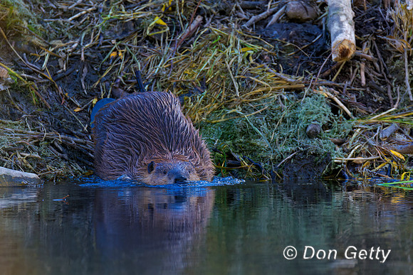 Beaver