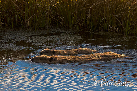 Beaver