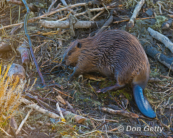 Beaver